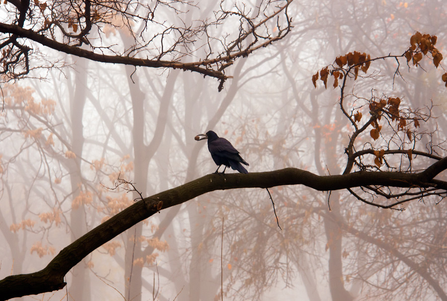 © Oleg Milyutin - Crows somewhere God has sent a...