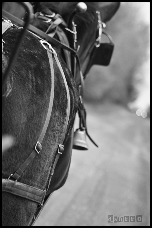 © Daniel Cote - horse ride