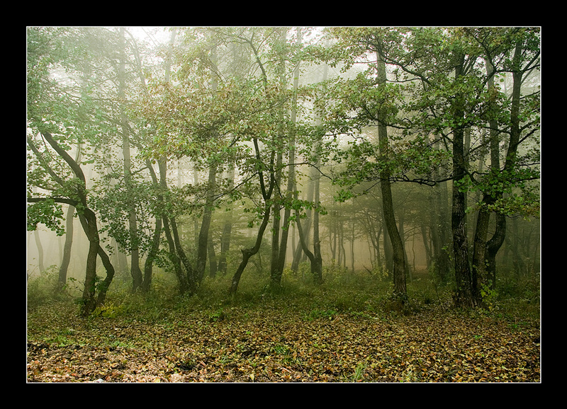 © Leonard Petraru - misty...