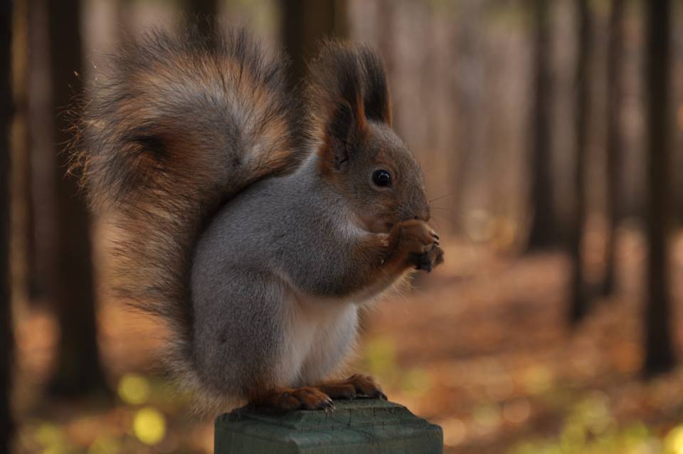 © Ivan Generalov - Nice squirrel