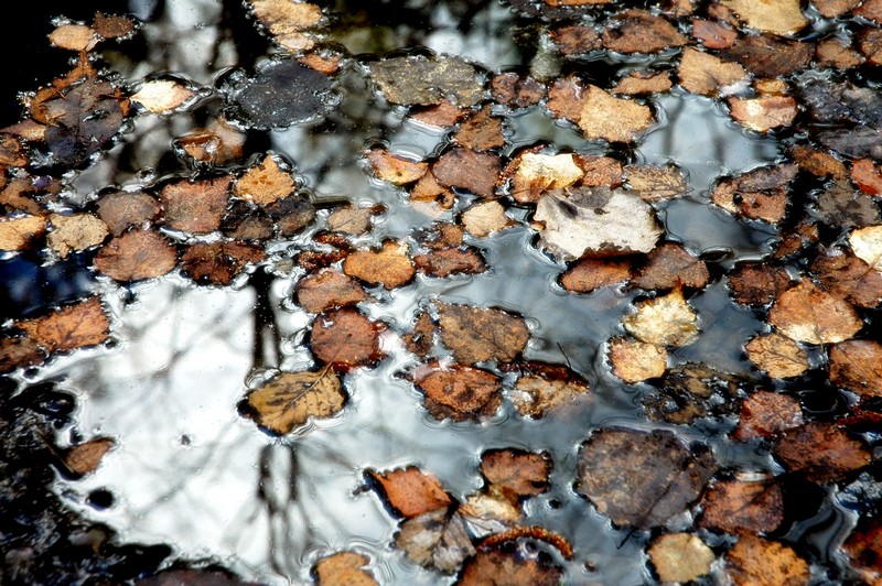 © Denis Chavkin - Осенние листья