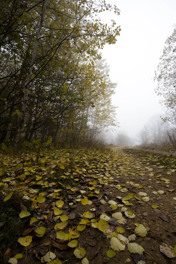 © alexej pavelchak - Road to autumn