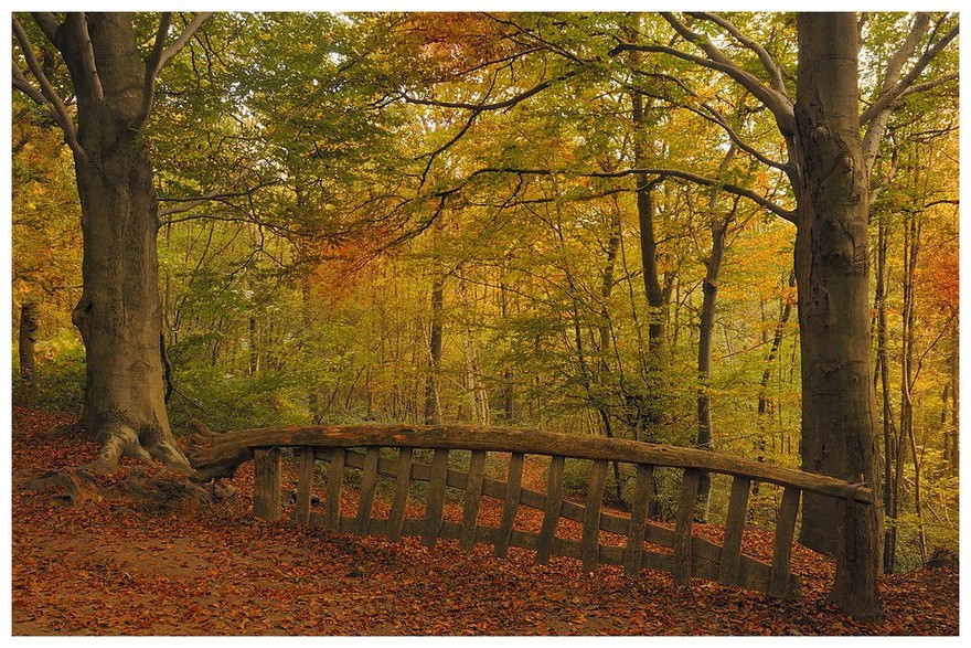 © johny hemelsoen - The colors of autumn.