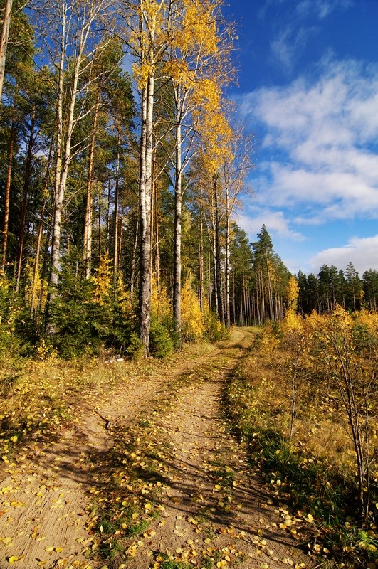 © Denis Chavkin - Дорога в осень