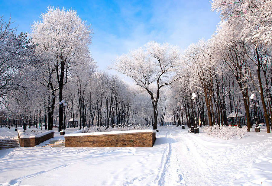 © Oleg Milyutin - Beautiful frozen trees in the park