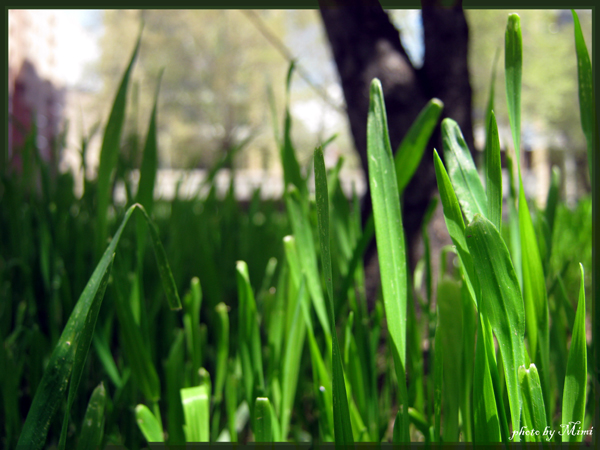 © Mimi Gasparyan - simple grass...:)