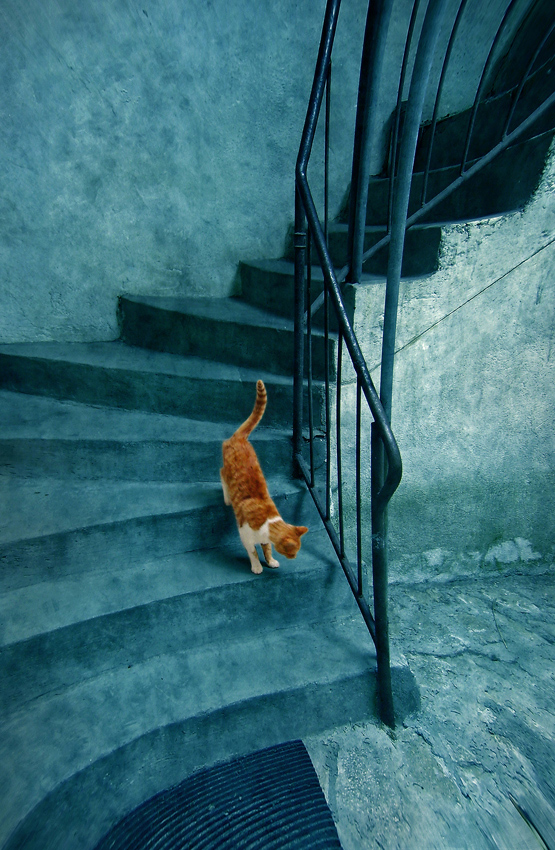 © Dimitar Lazarov - Dim - The blue daily round of one orange cat