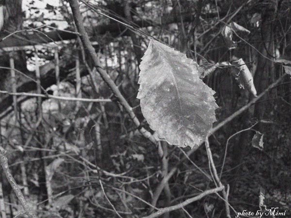 © Mimi Gasparyan - the last leaf....