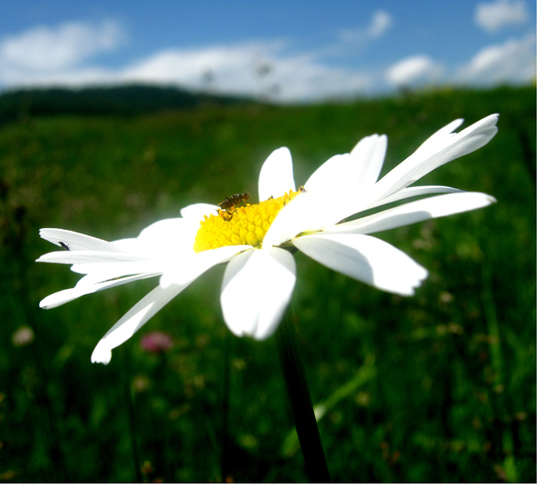 © Mimi Gasparyan - daisy...