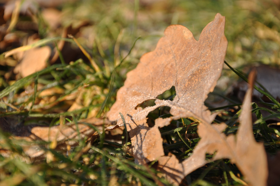 © Ivan Generalov - Frozen leaf