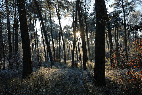 © wim r - autumn forest