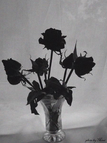 © Mimi Gasparyan - dead flowers...