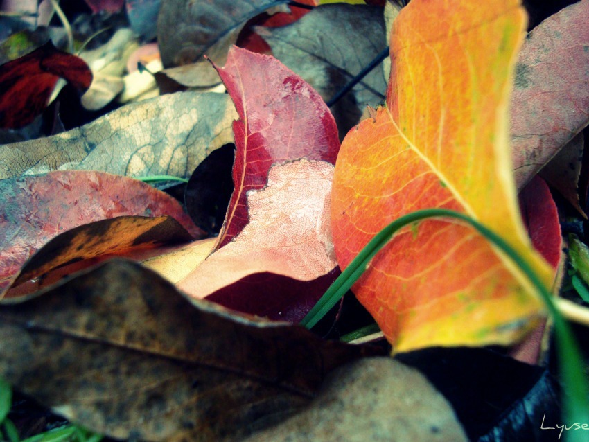 © Lyuse - Autumn Leaves