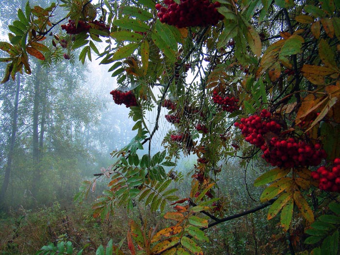 © Александр Шадраков - РЯБИНА КРАСНАЯ