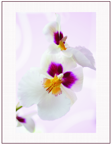 © Yurii Kaluzha - Miltonia