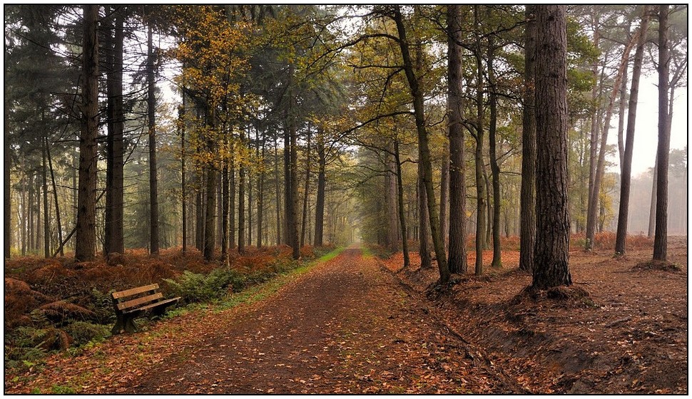 © johny hemelsoen - Autumn in the woods.