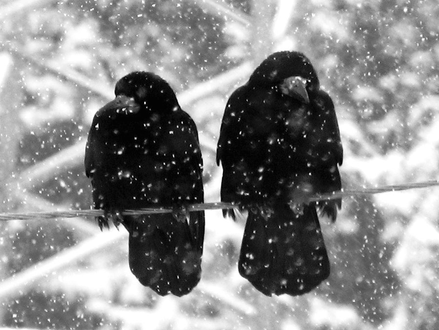 © Andrew Harutyunian - winter strory