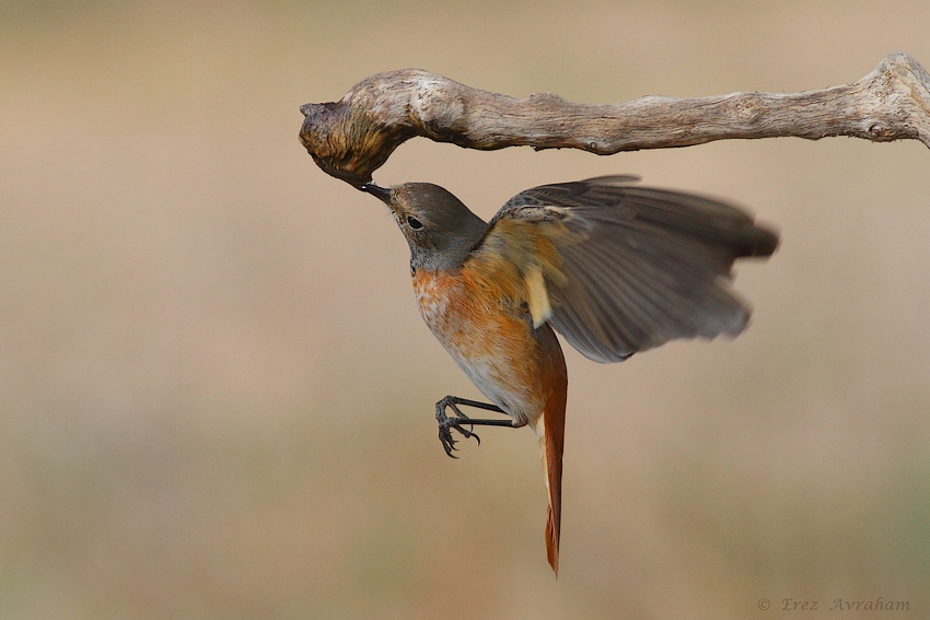 © erez avraham - common redstart