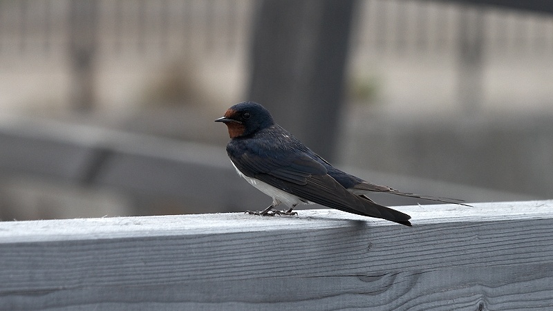 © Valentin Makov - Barn Swallow