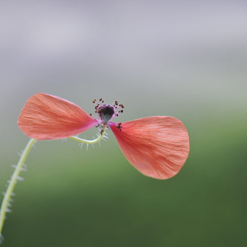 © MarieAncolie - red propeller  :)