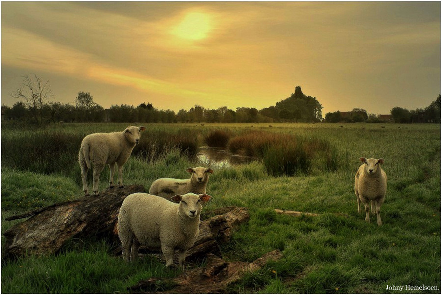 © johny hemelsoen - Sheep in the morninglight.