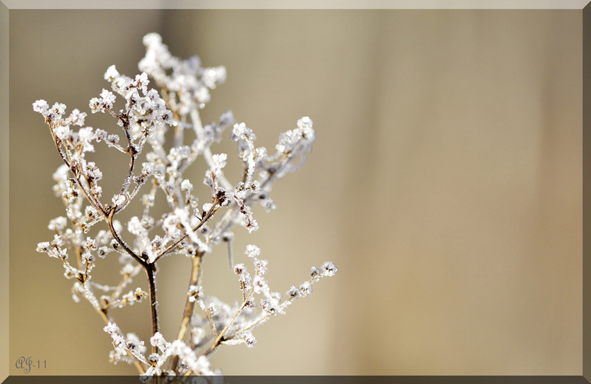 © Aina Jerstad - Frost