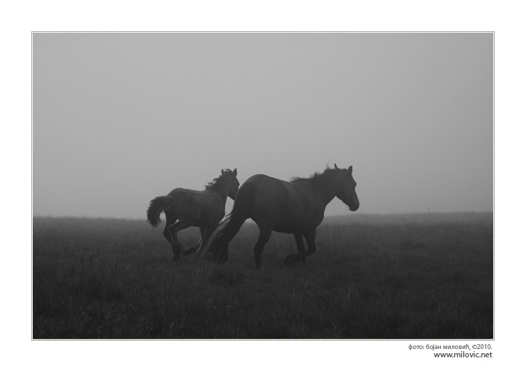 © Bojan Milovic - Mountain horses