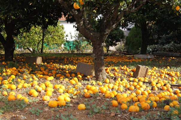 © Elena Volkova - portugal