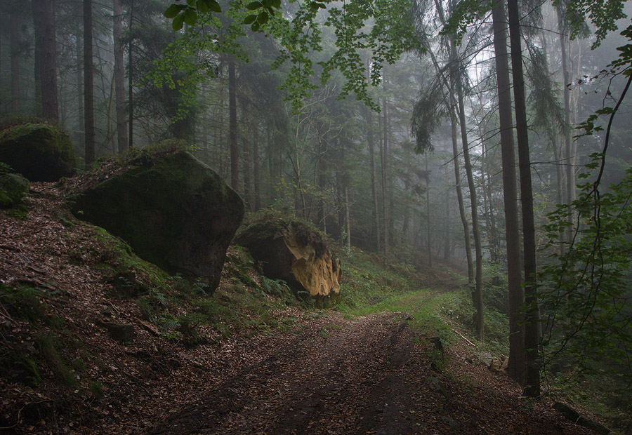 © vladimir shustov - A  forest road