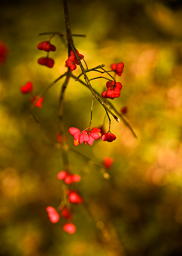 © Shushan Harutyunyan - Вспоминая лето 2