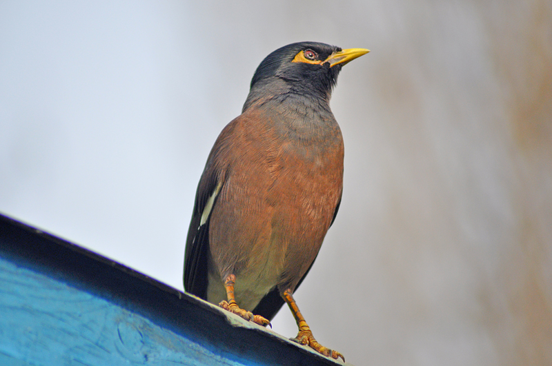 © Susheel Pandey - Standing Tall... Just like a leader :)