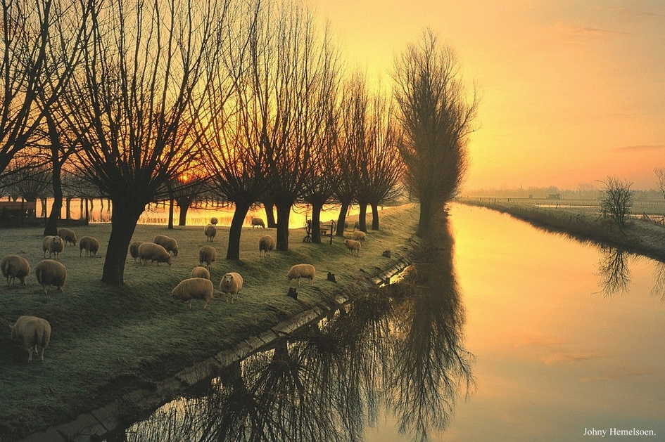 © johny hemelsoen - Golden morning.