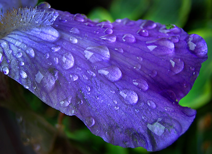 © Ken Wightman - Iris after rain