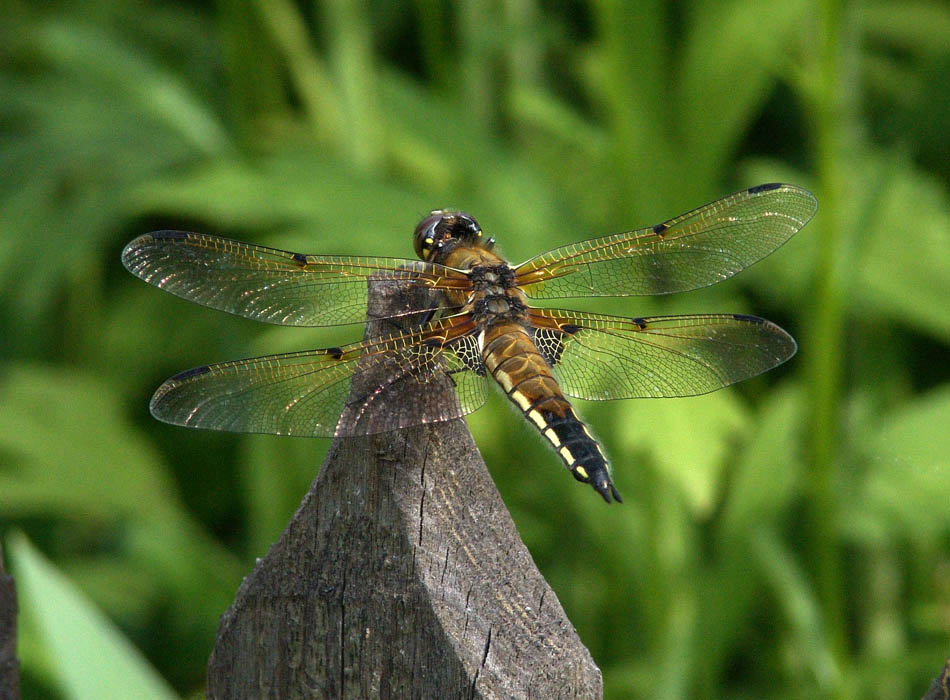 © Анатолий Семёнов - Dragonfly