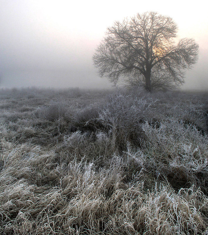 © Lena Cherkes - winter morning