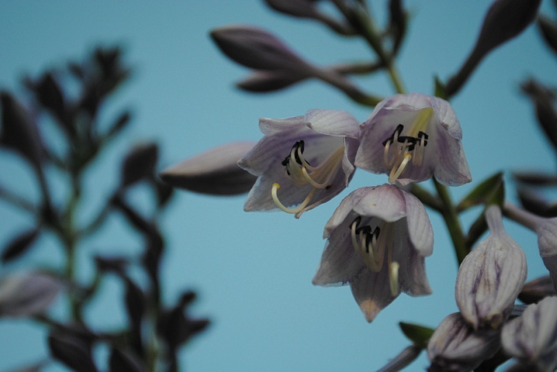 © Jelena Nefjodova - Flowers