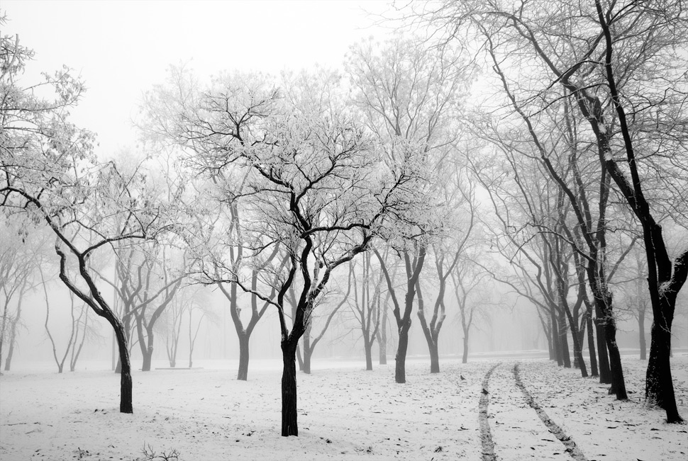 © Oleg Milyutin - First snow