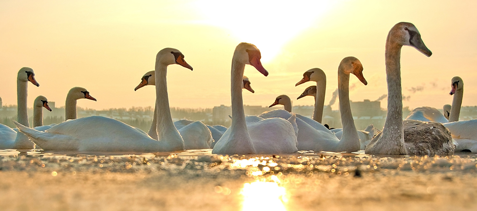 © Владимир Кусмарцев - Swans on the lake