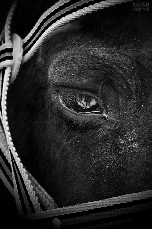 © Karen Khontyan - Soul of animals is seen by their eyes.