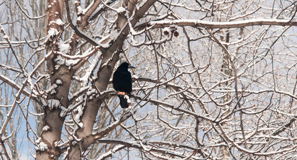 © Oleg Milyutin - Crows somewhere God has sent a... - 2