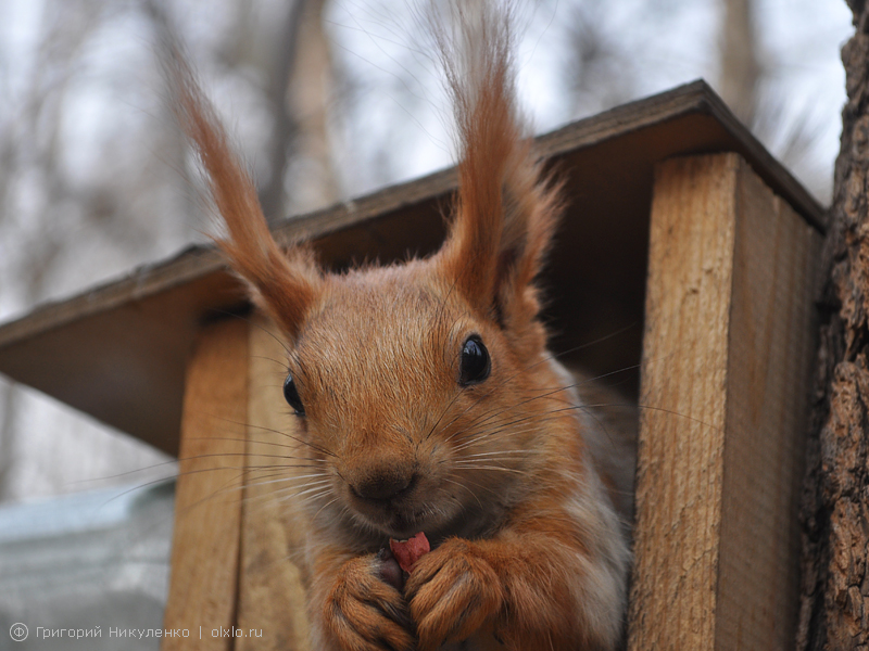 © Grigoriy Nikulenko - City squirrel