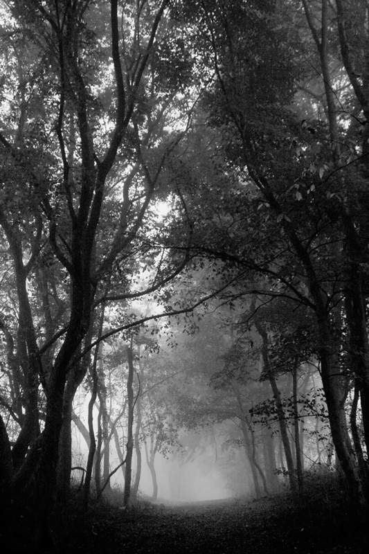 © STEVEN HUMPHREY - foggy morning