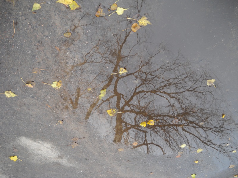 © Вероника Франчук - Осенние листья
