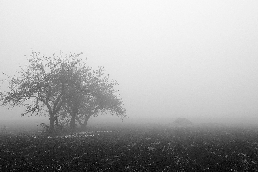 © Pavel Taro - At the end of the apple's Summer.