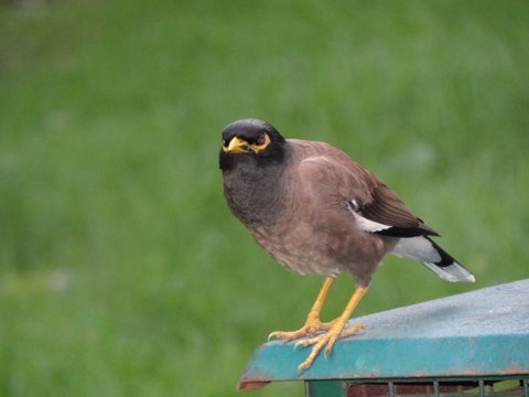 © Vivek Sharma - Angry Bird...