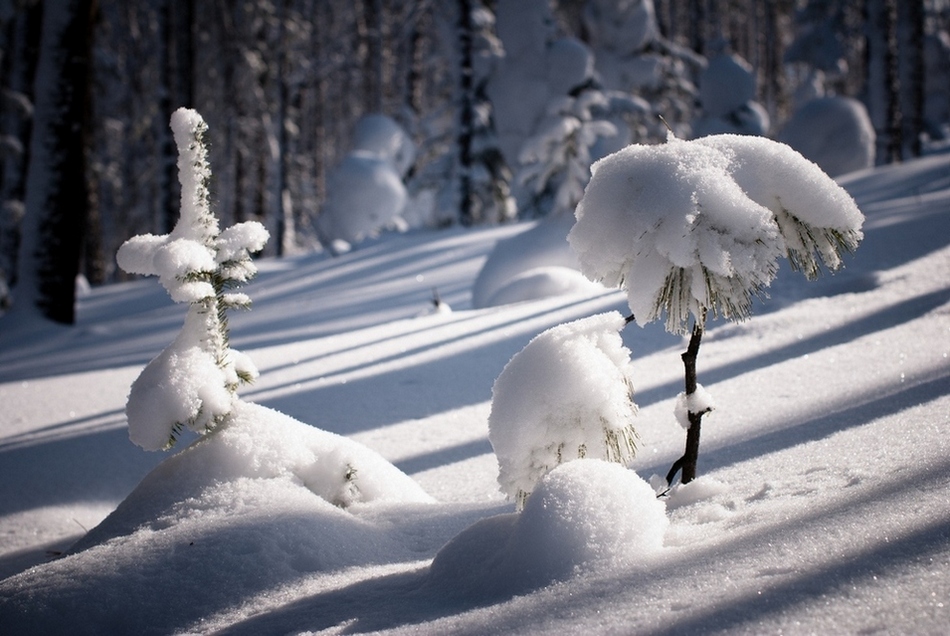 © Mikhail Schergin - The Siberian cedar under snow.