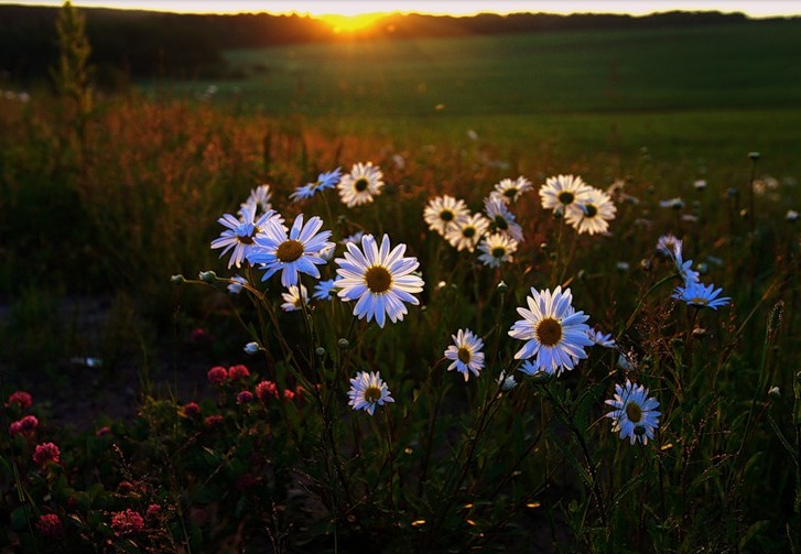 © Dmitry Shumilin - Good morning