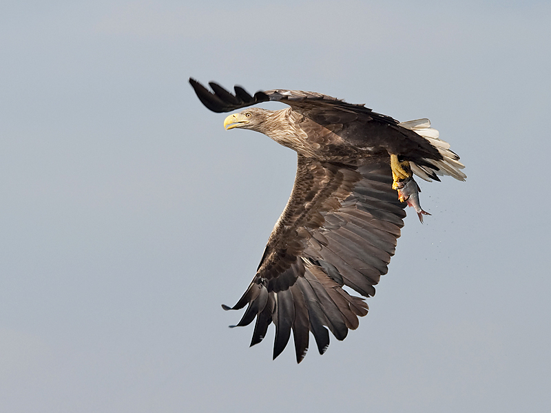 © Fred van Maurik - Gotcha