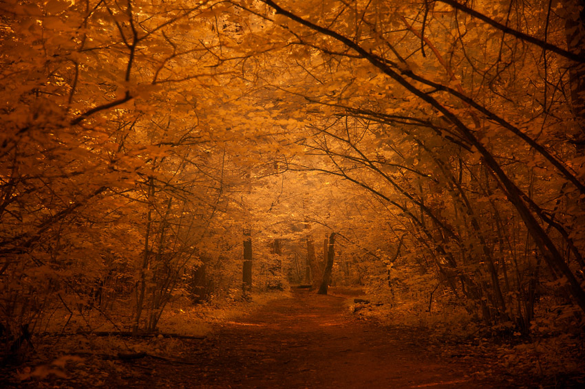 © Valentin Nazarenko - My fairy-tale forest!