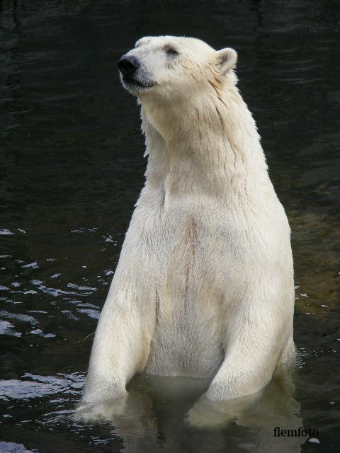 © flemming rasmussen - Polar bear